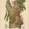 Berthe Hoola van Nooten, Namnam Tree, 1880, Chromolithograph