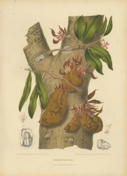 Berthe Hoola van Nooten, Namnam Tree, 1880, Chromolithograph