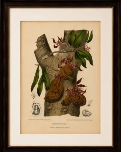 Berthe Hoola van Nooten, Namnam Tree, 1880, Chromolithograph