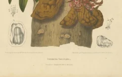 Berthe Hoola van Nooten, Namnam Tree, 1880, Chromolithograph