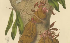 Berthe Hoola van Nooten, Namnam Tree, 1880, Chromolithograph