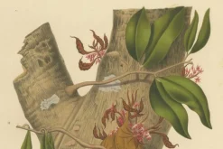 Berthe Hoola van Nooten, Namnam Tree, 1880, Chromolithograph