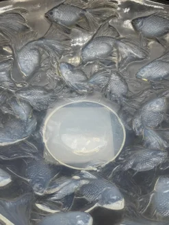 Cyprins Tasse von R. Lalique, 1921