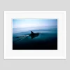 Dolphin Fin von Tim Graham