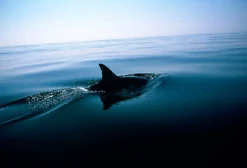 Dolphin Fin von Tim Graham