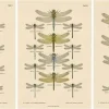 Dragonfly Lithographien von Die Geradflügel Mitteleuropas, 1908, 3er Set