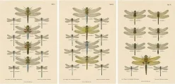 Dragonfly Lithographien von Die Geradflügel Mitteleuropas, 1908, 3er Set