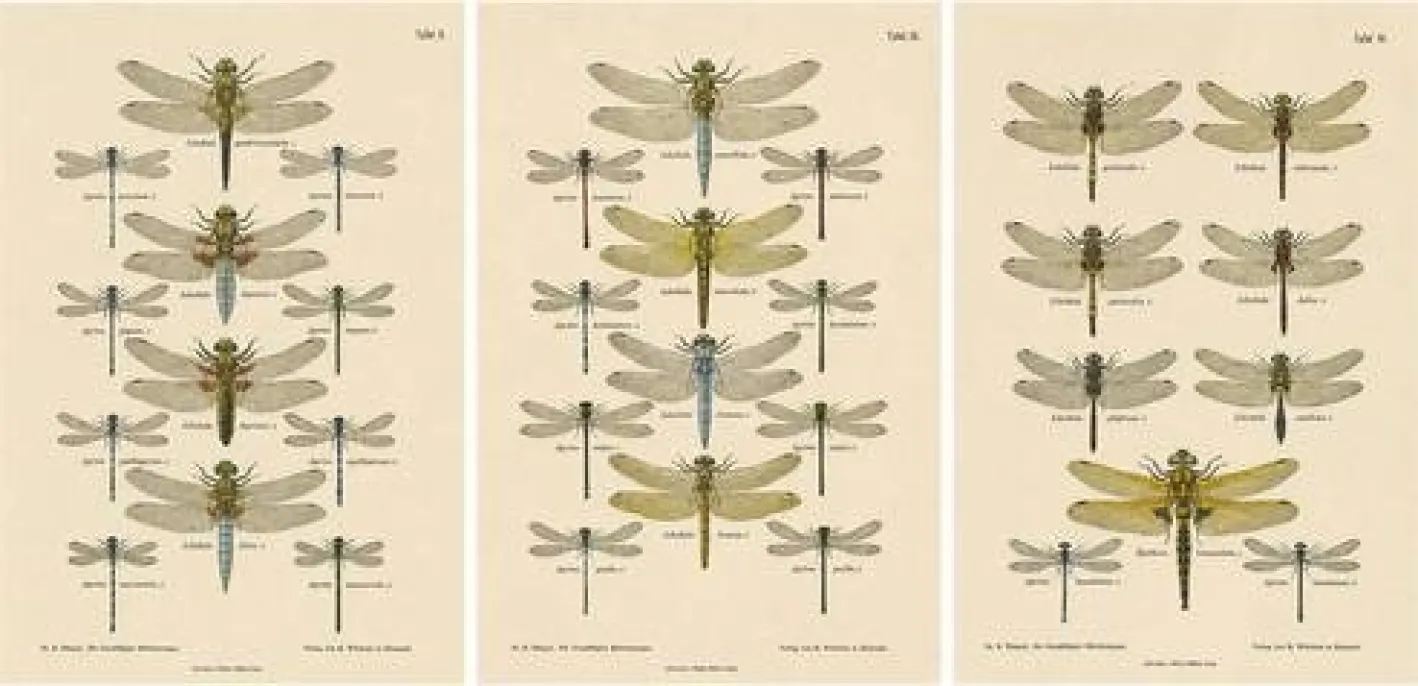 Dragonfly Lithographien von Die Geradflügel Mitteleuropas, 1908, 3er Set