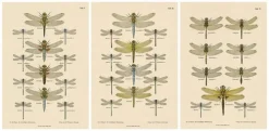 Dragonfly Lithographien von Die Geradflügel Mitteleuropas, 1908, 3er Set