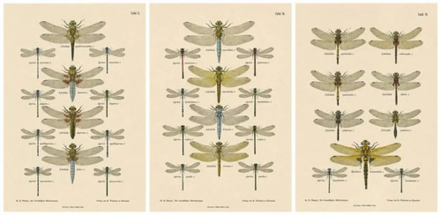 Dragonfly Lithographien von Die Geradflügel Mitteleuropas, 1908, 3er Set