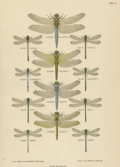 Dragonfly Lithographien von Die Geradflügel Mitteleuropas, 1908, 3er Set