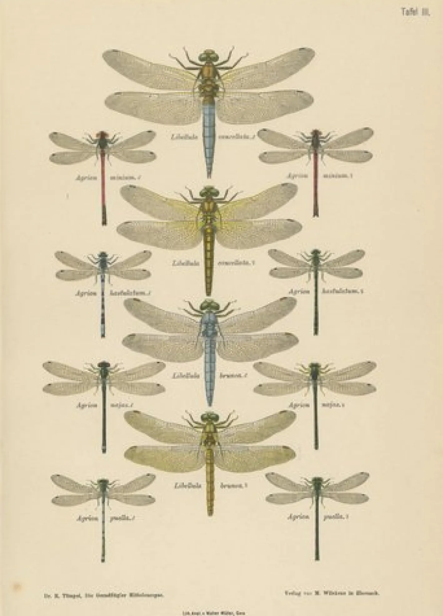 Dragonfly Lithographien von Die Geradflügel Mitteleuropas, 1908, 3er Set