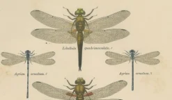 Dragonfly Lithographien von Die Geradflügel Mitteleuropas, 1908, 3er Set