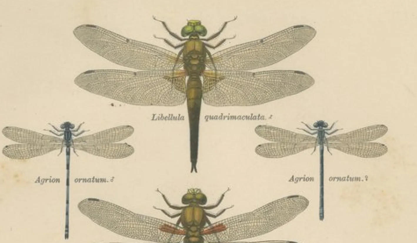 Dragonfly Lithographien von Die Geradflügel Mitteleuropas, 1908, 3er Set