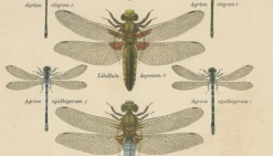 Dragonfly Lithographien von Die Geradflügel Mitteleuropas, 1908, 3er Set