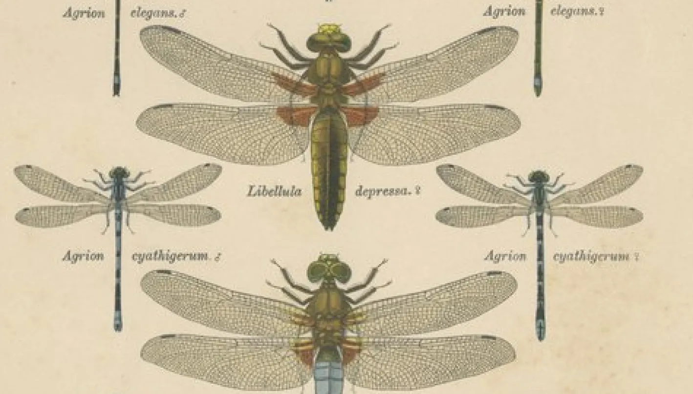 Dragonfly Lithographien von Die Geradflügel Mitteleuropas, 1908, 3er Set