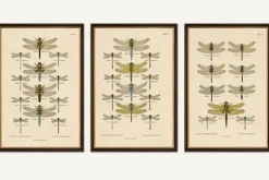 Dragonfly Lithographien von Die Geradflügel Mitteleuropas, 1908, 3er Set