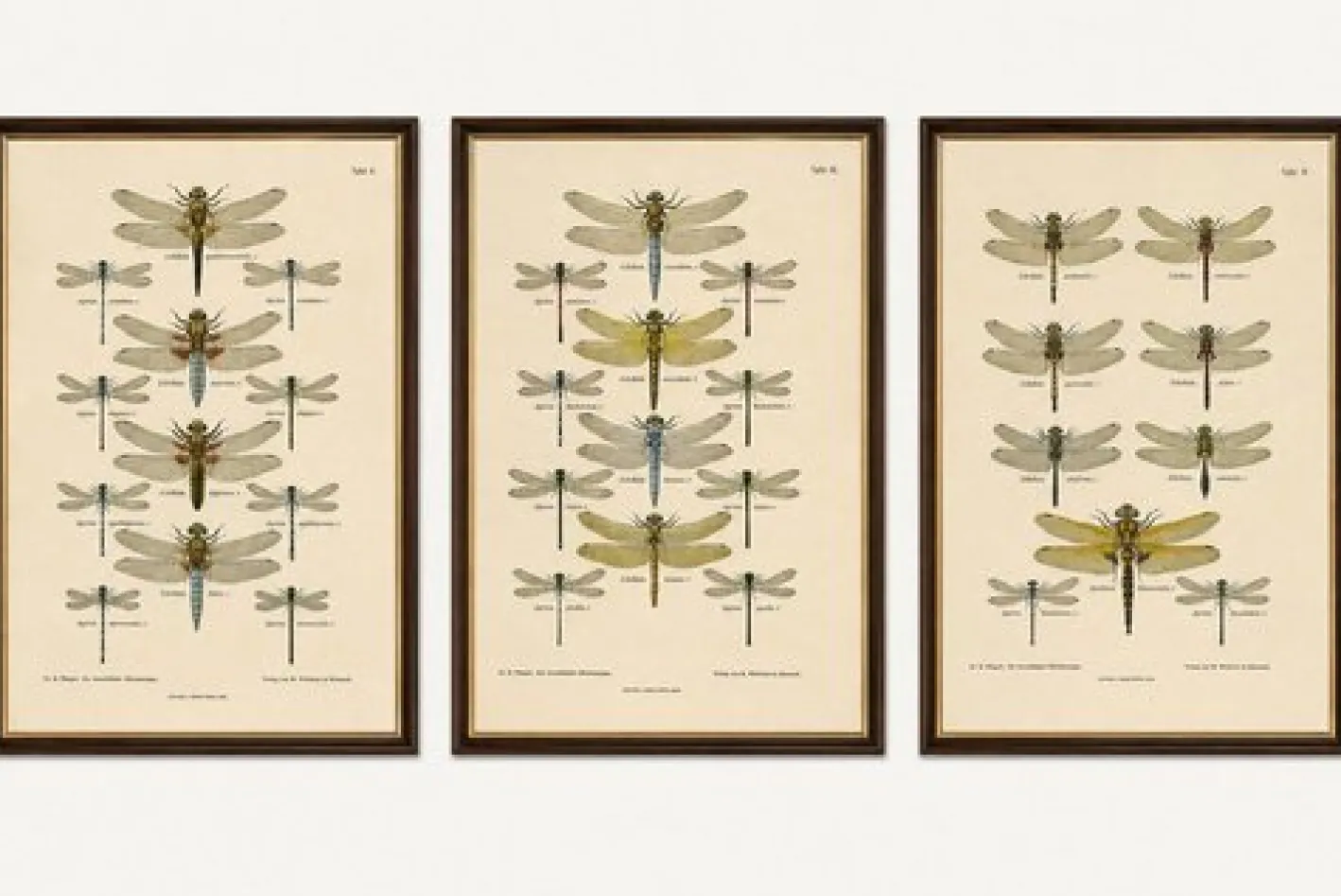 Dragonfly Lithographien von Die Geradflügel Mitteleuropas, 1908, 3er Set