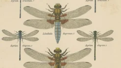 Dragonfly Lithographien von Die Geradflügel Mitteleuropas, 1908, 3er Set