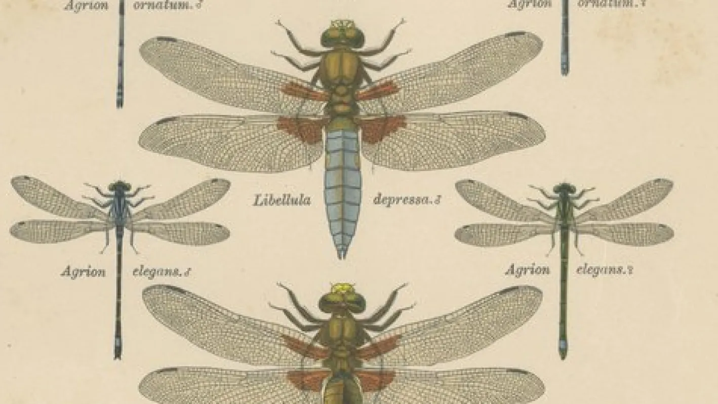Dragonfly Lithographien von Die Geradflügel Mitteleuropas, 1908, 3er Set