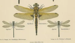 Dragonfly Lithographien von Die Geradflügel Mitteleuropas, 1908, 3er Set