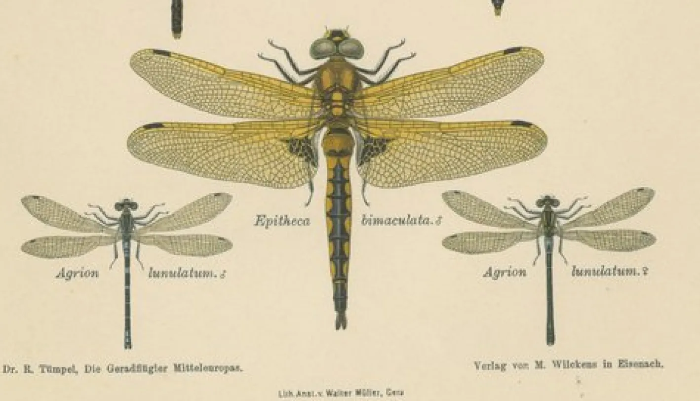 Dragonfly Lithographien von Die Geradflügel Mitteleuropas, 1908, 3er Set