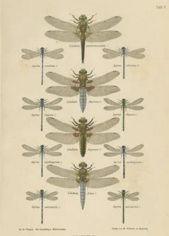 Dragonfly Lithographien von Die Geradflügel Mitteleuropas, 1908, 3er Set