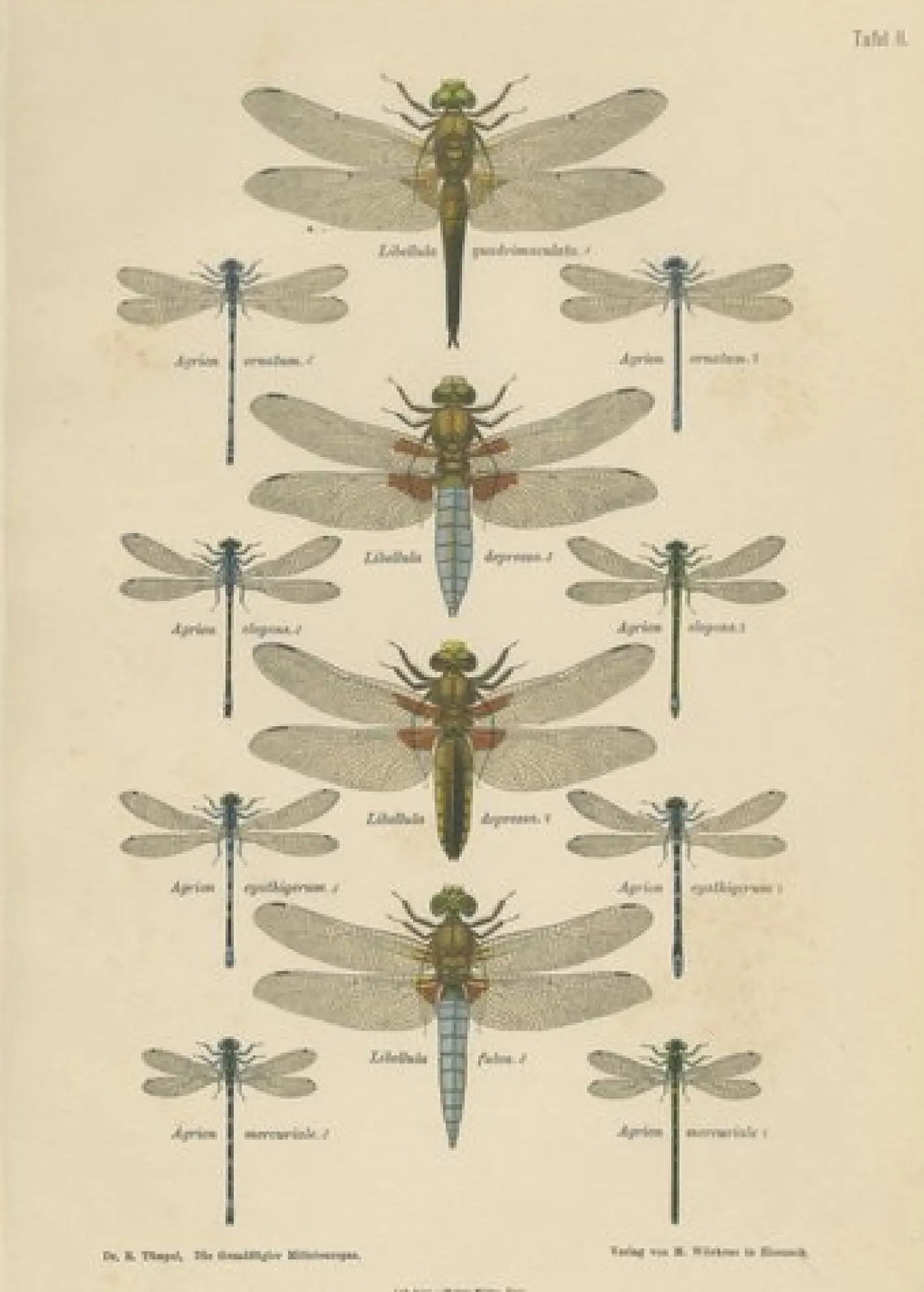 Dragonfly Lithographien von Die Geradflügel Mitteleuropas, 1908, 3er Set