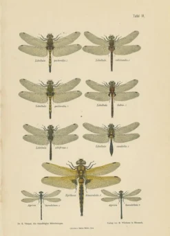 Dragonfly Lithographien von Die Geradflügel Mitteleuropas, 1908, 3er Set