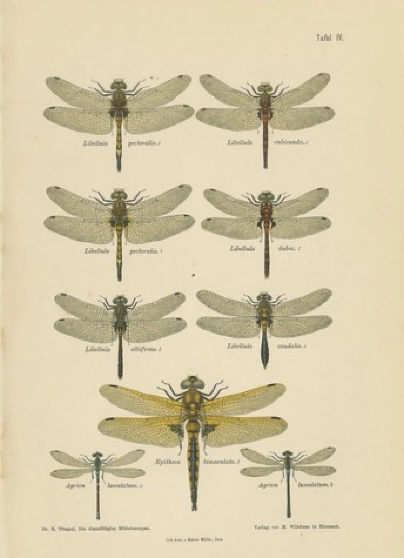 Dragonfly Lithographien von Die Geradflügel Mitteleuropas, 1908, 3er Set