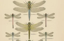 Dragonfly Lithographien von Die Geradflügel Mitteleuropas, 1908, 3er Set