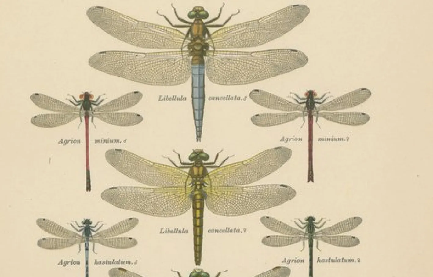 Dragonfly Lithographien von Die Geradflügel Mitteleuropas, 1908, 3er Set