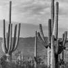 Erich Andres, Saguaro Nationalpark, Fotografie