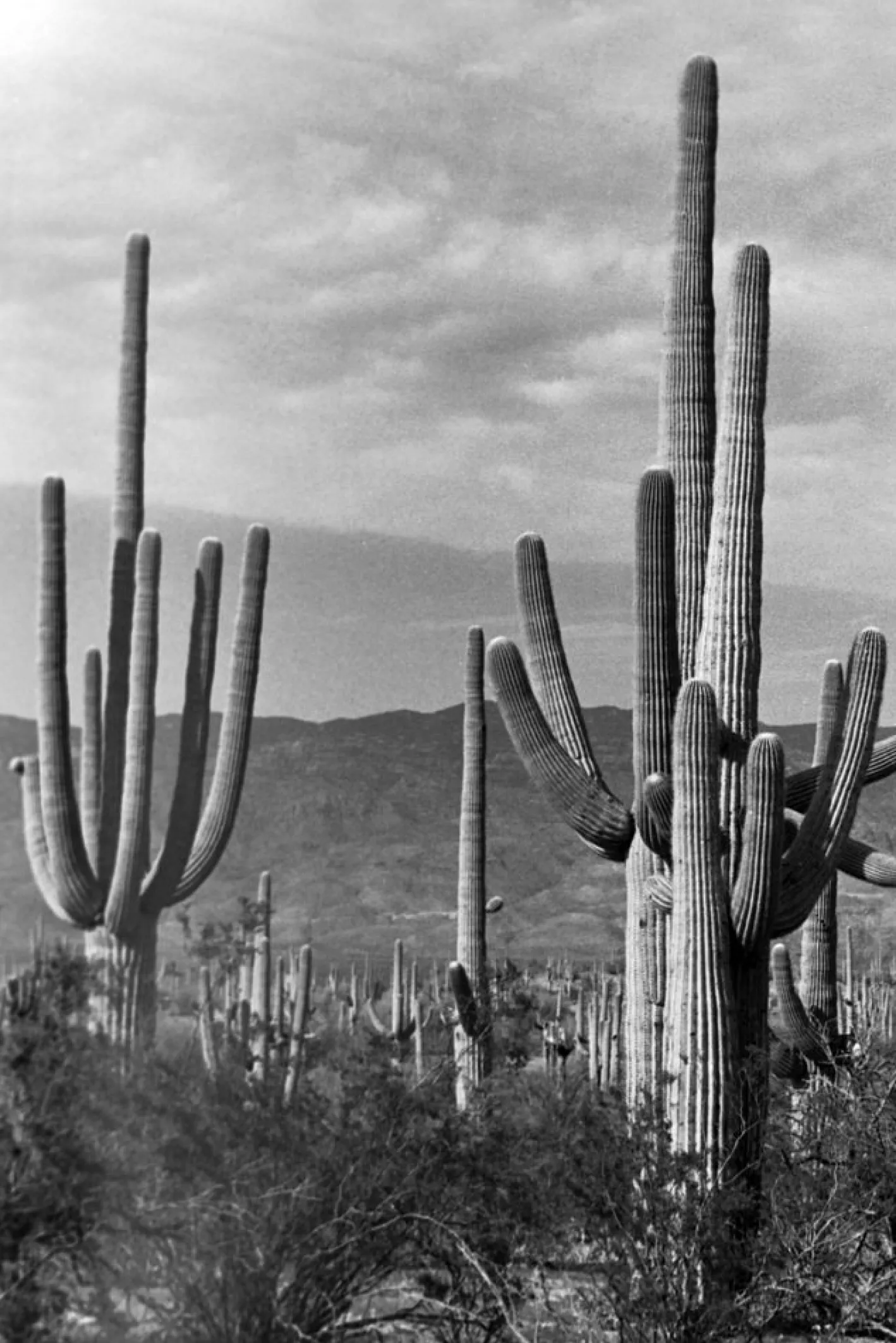 Erich Andres, Saguaro Nationalpark, Fotografie