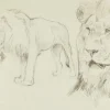 Forehear of a Lion - Original Bleistiftzeichnung von Willy Lorenz - 1940er 1940er