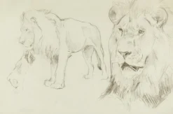 Forehear of a Lion - Original Bleistiftzeichnung von Willy Lorenz - 1940er 1940er