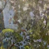Gleb Savinov, Bluebells in the Garden, White Nights, 1990er, Öl