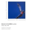 Gérard Le Cloarec, Target Bird, 1976, Siebdruck