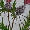 Große Distel Tafelaufsatzschale, 1960er