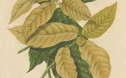Hoola van Nooten, Weißer Vogelfangbaum, 1880, Chromolithograph
