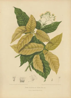 Hoola van Nooten, Weißer Vogelfangbaum, 1880, Chromolithograph