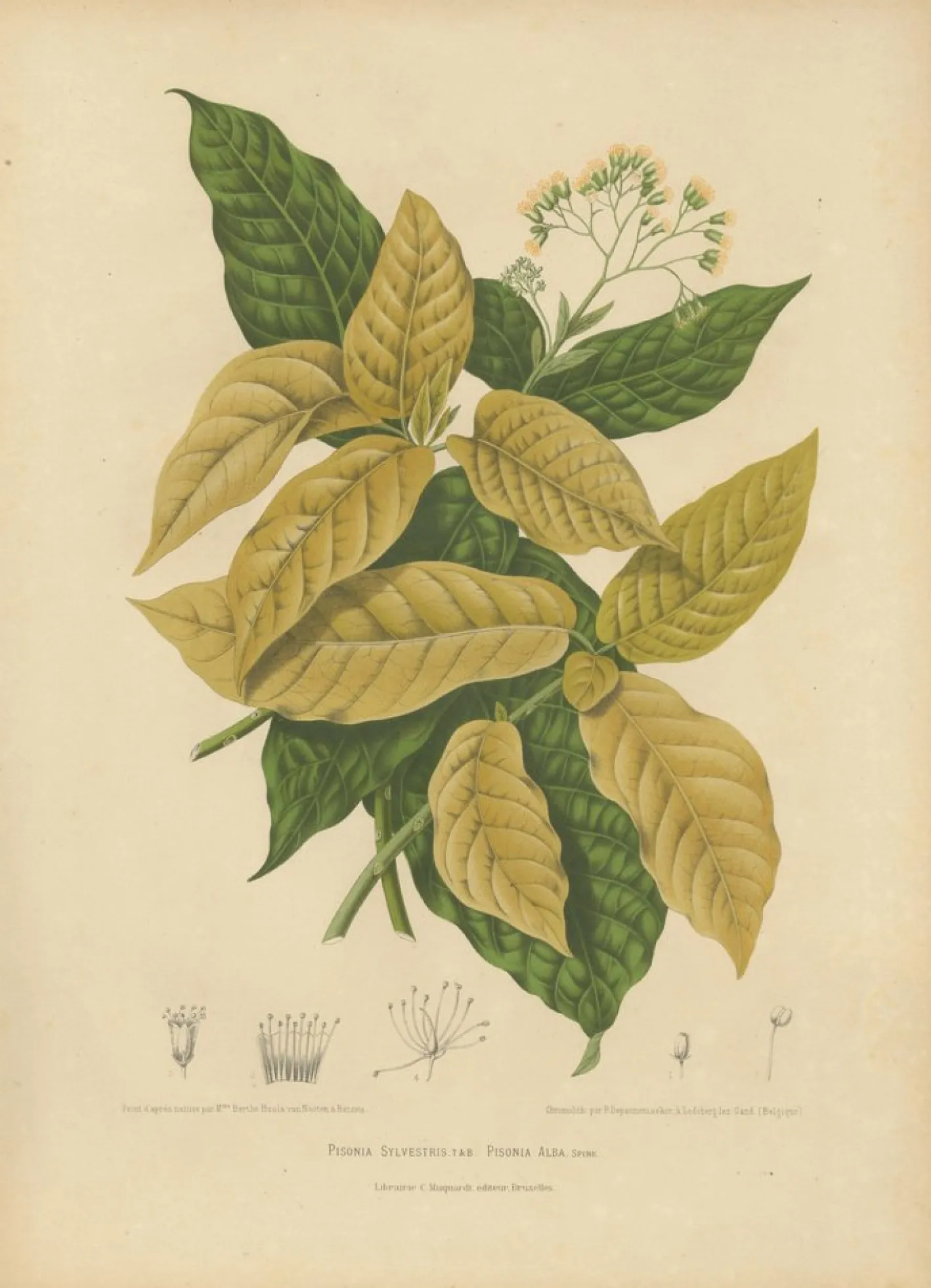 Hoola van Nooten, Weißer Vogelfangbaum, 1880, Chromolithograph