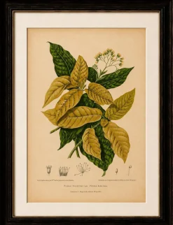 Hoola van Nooten, Weißer Vogelfangbaum, 1880, Chromolithograph