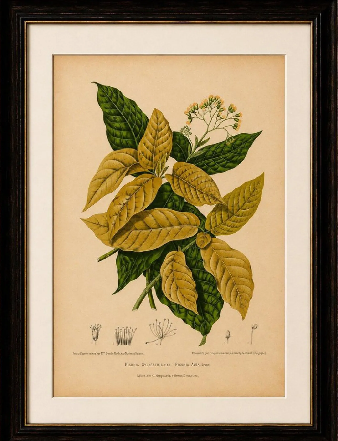 Hoola van Nooten, Weißer Vogelfangbaum, 1880, Chromolithograph