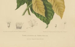 Hoola van Nooten, Weißer Vogelfangbaum, 1880, Chromolithograph