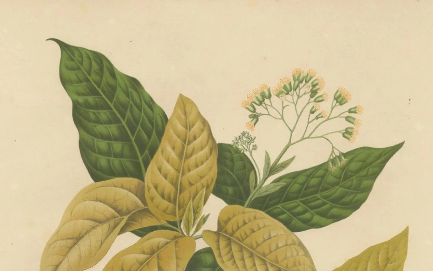 Hoola van Nooten, Weißer Vogelfangbaum, 1880, Chromolithograph