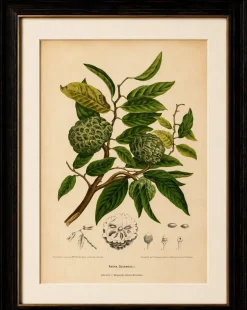 Hoola van Nooten, Zuckerapfel Botanik, 1880, Chromolithograph
