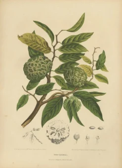 Hoola van Nooten, Zuckerapfel Botanik, 1880, Chromolithograph
