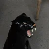 Italienischer Künstler, Black Panther, 1960er, Terrakotta