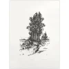 Jacques Deperthes, Les Arbres, 1975, Lithographie